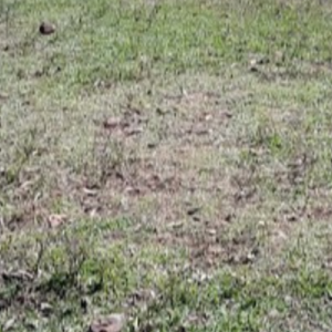 NILSON IVO SPARREMBERGER